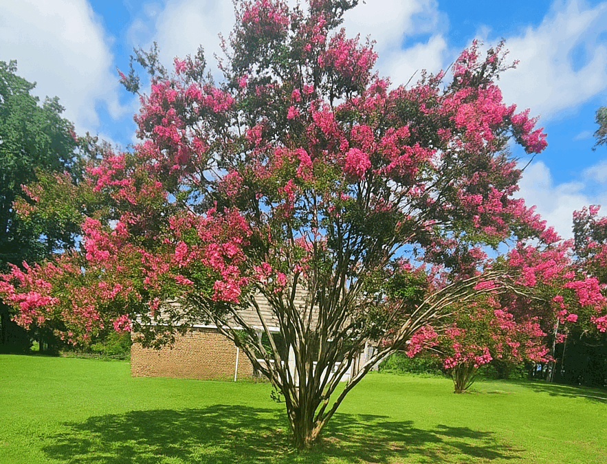 The First Duskruin Teaser is A Crape Myrtle